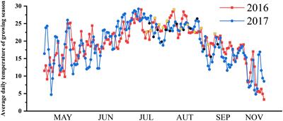 Photosynthetic Carbon Fixation and Sucrose Metabolism Supplemented by Weighted Gene Co-expression Network Analysis in Response to Water Stress in Rice With Overlapping Growth Stages